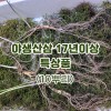 야생산삼 17년이상 특상품-10뿌리