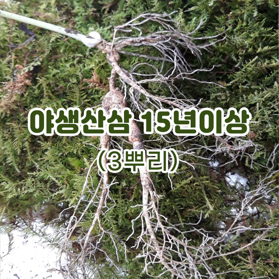 야생산삼 15년이상-3뿌리