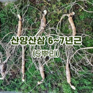 산양산삼 6~7년근-5뿌리