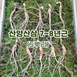 산양산삼 7~8년근-5뿌리