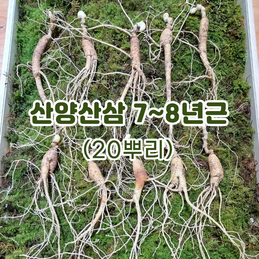 산양산삼 7~8년근-20뿌리