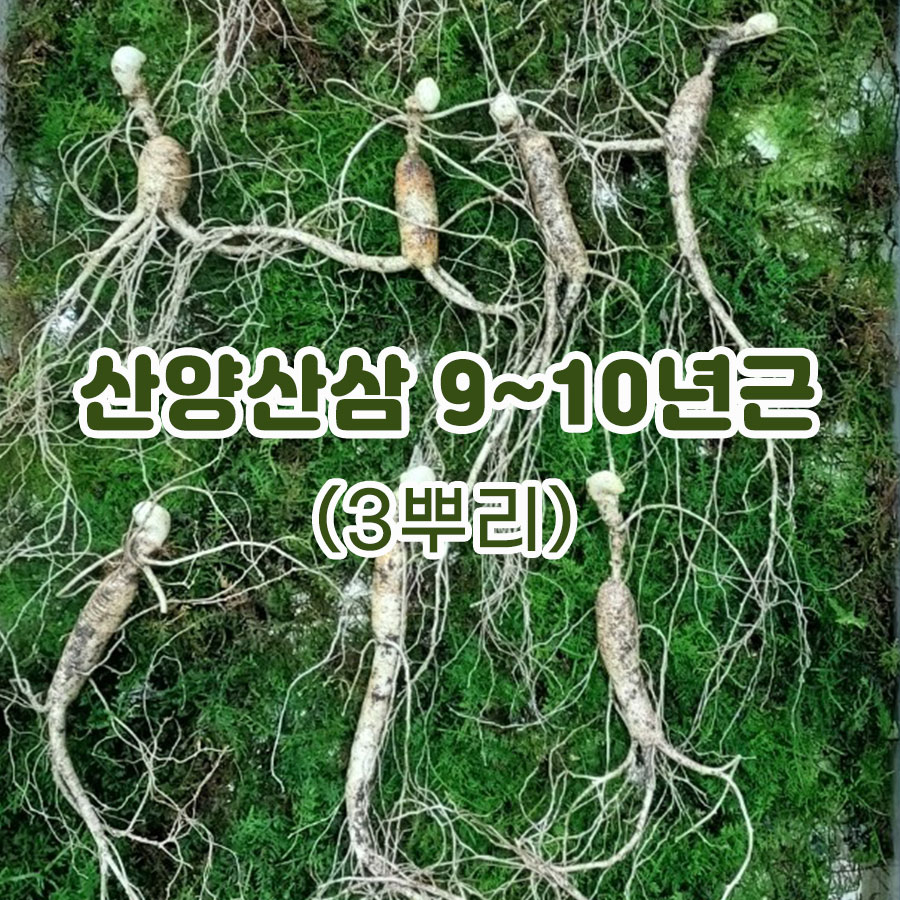 산양산삼 9~10년근-3뿌리