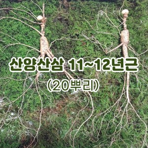 산양산삼 11~12년근-20뿌리