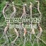 산양산삼 7~8년근(3뿌리/5세트)