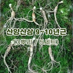 산양산삼 9~10년근(3뿌리/5세트)